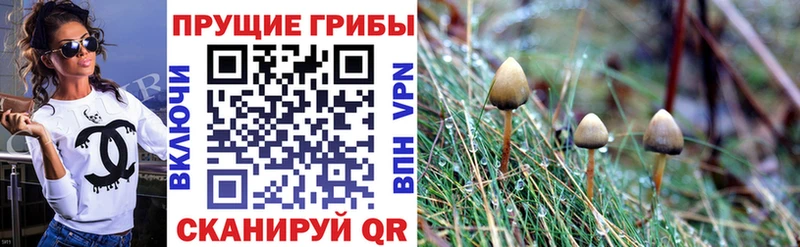 гидра ONION  Чебаркуль  Галлюциногенные грибы Cubensis 